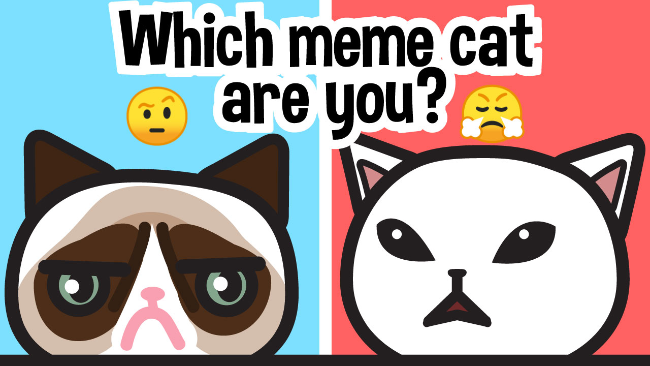 Which meme cat are you? thumbnail