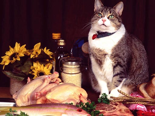 Funny Cats Puzzle thumbnail