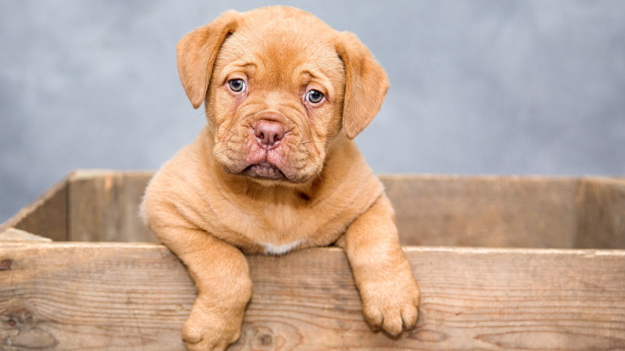 Puppy Puzzle thumbnail