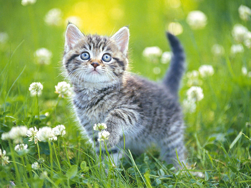 Kittens Jigsaw thumbnail