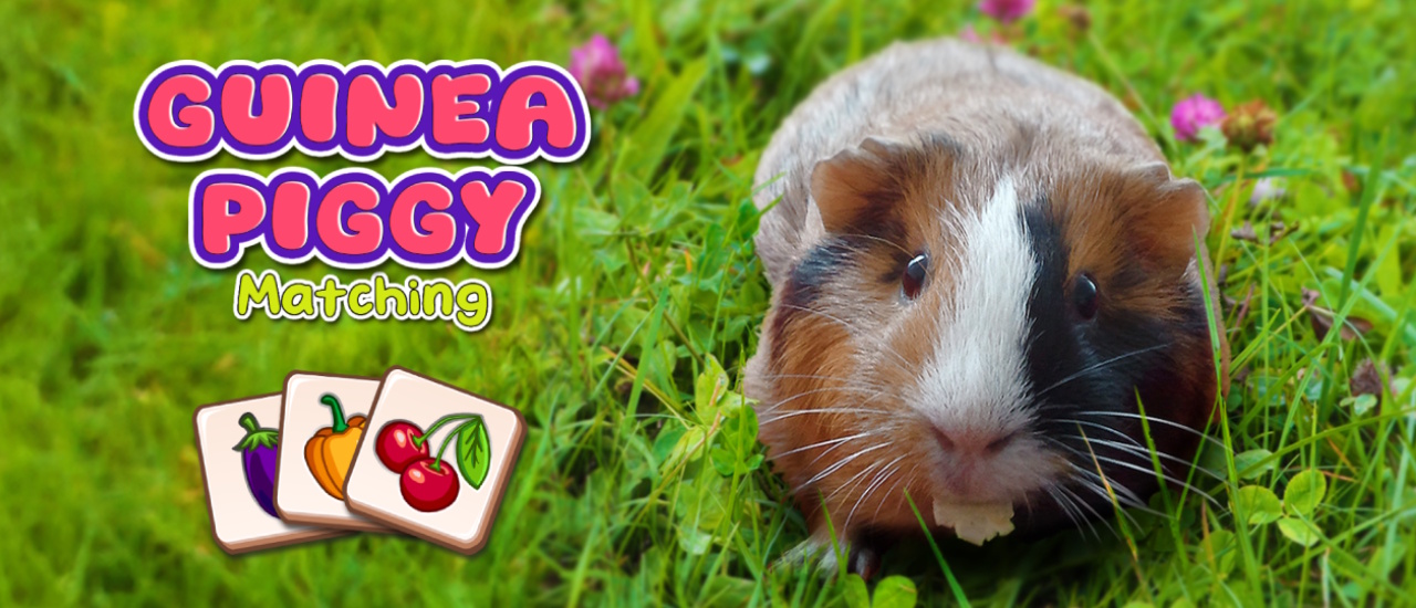 Guinea Piggy Matching