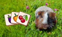 Guinea Piggy Matching thumbnail