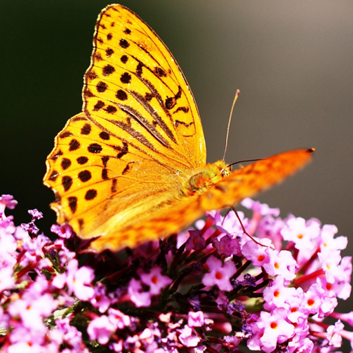 Butterflies Puzzle thumbnail