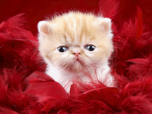 Funny Kitty Puzzle thumbnail