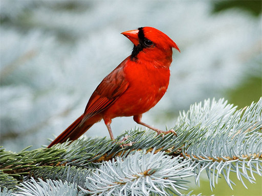 Birds Puzzle thumbnail