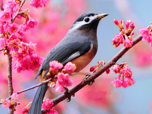 Lovable Birds Puzzle thumbnail