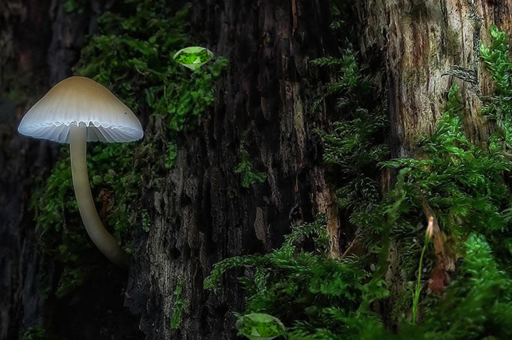 Mystic Sunset Forest