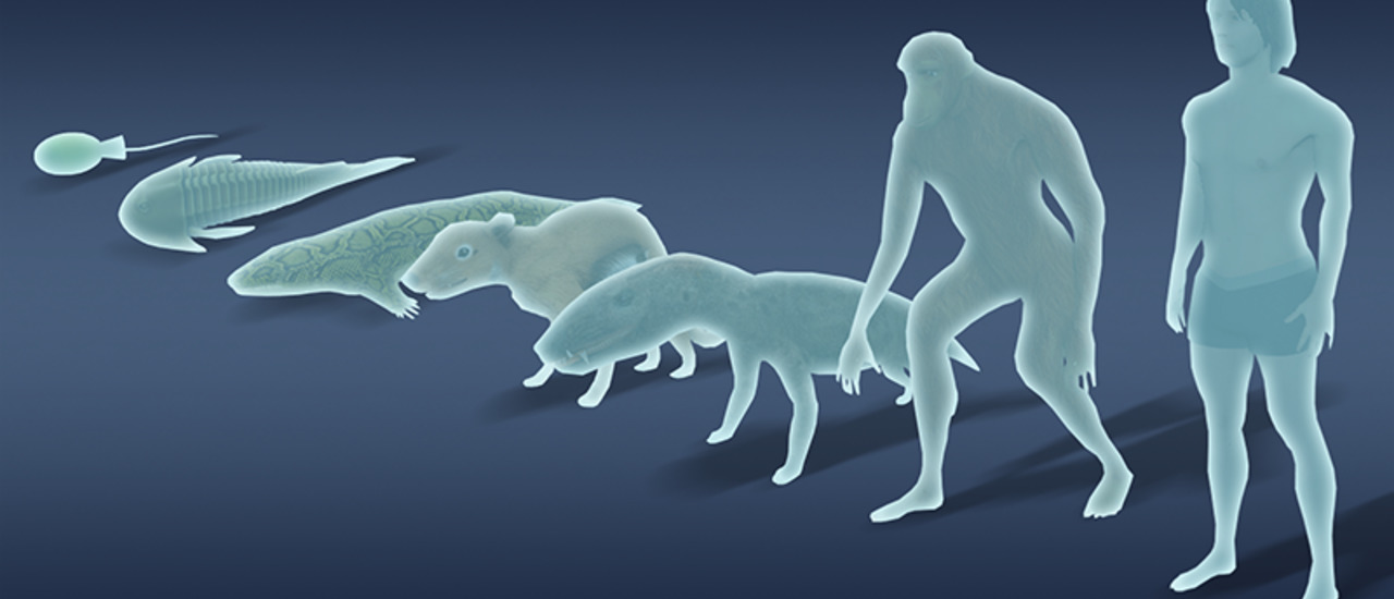 Idle Evolution From Cell to Human screenshot